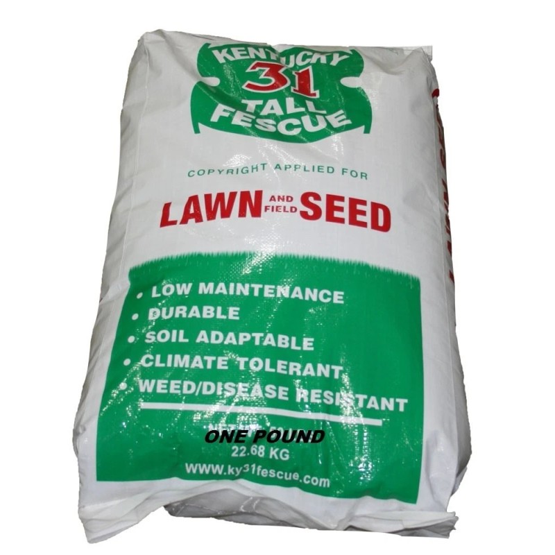 Kentucky 31 Lawn & field Tall Fescue Grass Seed 1