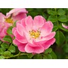 Rosa Mosqueta soap (100g)