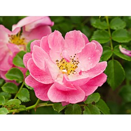 Rosa Mosqueta soap (100g)