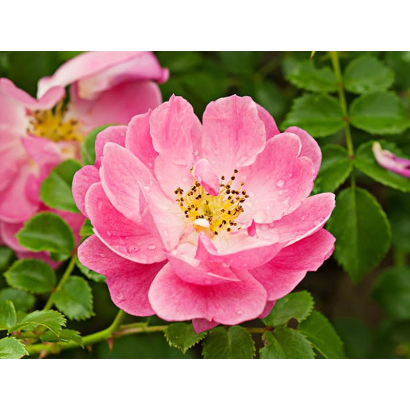 Rosa Mosqueta soap (100g)