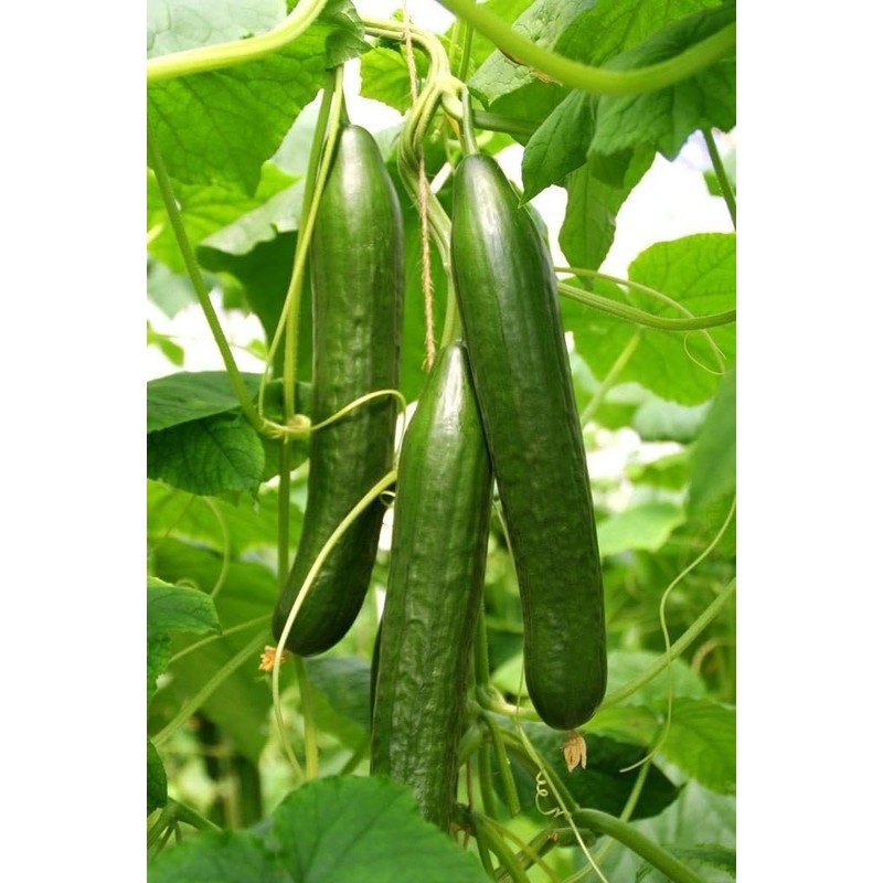 22Day Seeds: Seeds Cucumber Chinese Wonder Open-Pollinated / 60 Days/Non