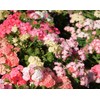 TomorrowSeeds - Phlox of Sheep Pastel Mix Phlox Seeds -