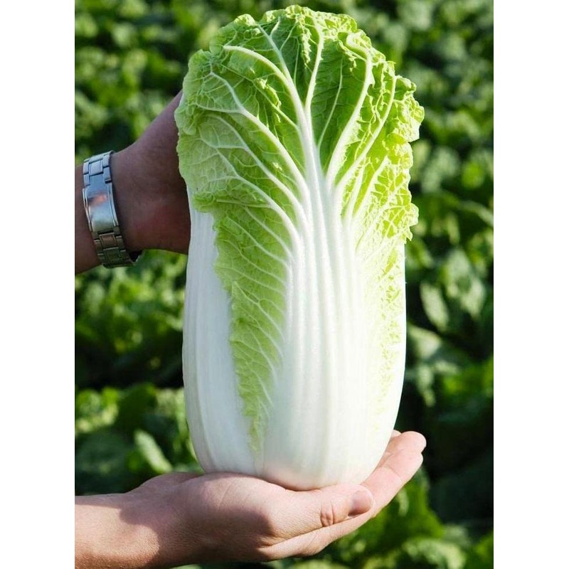 NIKA SEEDS - Seeds Vegetable Napa Cabbage Chinese Green -