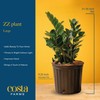 Costa Farms ZZ Live Indoor Tabletop Plant in 6-Inch Grower