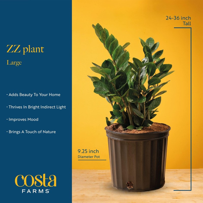 Costa Farms ZZ Live Indoor Tabletop Plant in 6-Inch Grower
