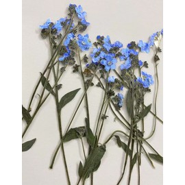 YouthBro 50PCS Blue Forget Me Not Flowers with Stem, Don't Forget Me Real Dried Pressed Nature Flowers for Resin DIY Art Craft