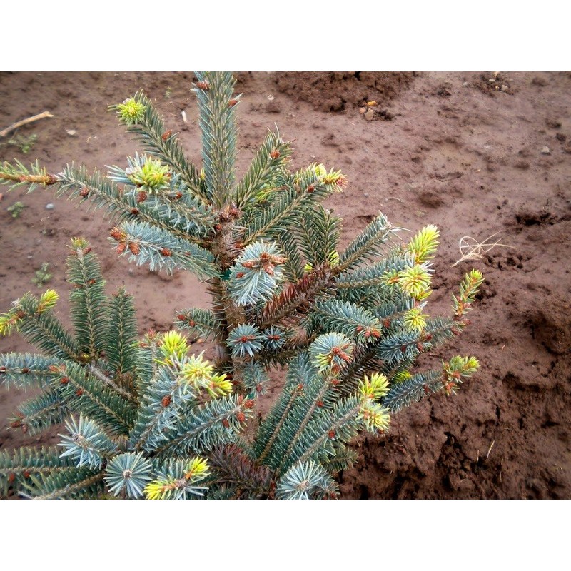 Tigertail Spruce 3 - Year Graft