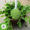 Moringa Powder Organic - 200 g Moringa Oleifera Leaves Powder