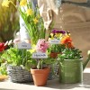 Bravex Metal Plant Labels for Garden Outdoor | Stainless Steel