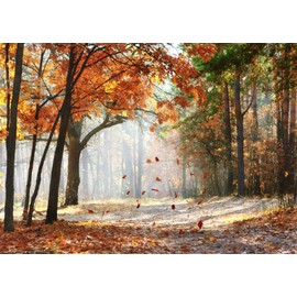 CORFOTO 7x5ft Fabric Autumn Forest Backgrounds Fall Leaves Fall Forest Background Autumn Park Fall Bridal Shower Photography Backdrop Outdoor Travel Family YouTube Photo Props