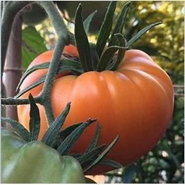 Kellogg's Breakfast Tomato 25 - 1000 Seeds Heirloom Unique Bulk Very Productive! (1000)