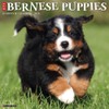 Bernese Mountain Puppies 2026 12" x 12" Wall Calendar