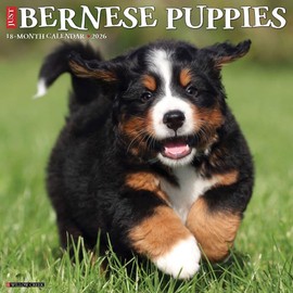 Bernese Mountain Puppies 2026 12" x 12" Wall Calendar
