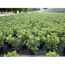 Green Promise Farms Rhododendron CAT. `NOVA ZEMBLA` Evergreen, 3 Size Container, red Flowers