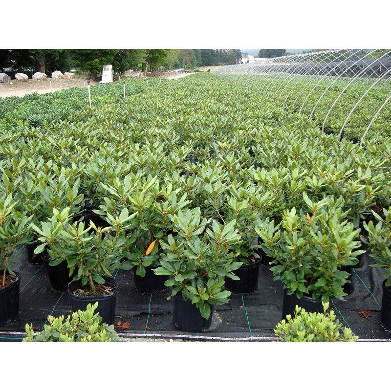 Green Promise Farms Rhododendron CAT. `NOVA ZEMBLA` Evergreen, 3 Size