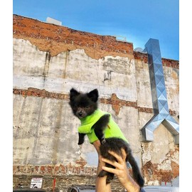 Gooby Fleece Vest Dog Sweater - Lime, X-Small - Warm Pullover Fleece Dog Jacket with O-Ring Leash for Small to Medium Dogs