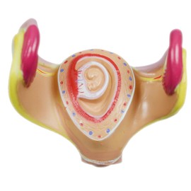 WYDDDARY Human Anatomical Embryonic Development Teaching Model 8 PCS Embryo Development Study Model for Teaching Care