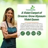 Outsidepride Violet Queen Alyssum Seeds - 5000 Pcs Annual, Drought-Tolerant