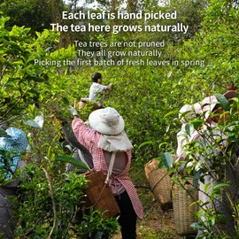 XIHETANK Black Tea Bags, 100 Count (Pack of 1),Yunnan Black Tea, 100% Pure Natural Old Tree Black Tea, Caffeinated tea,Sweet or Refreshing, Containing Caffeine,Different Sensations of Cold or Hot,