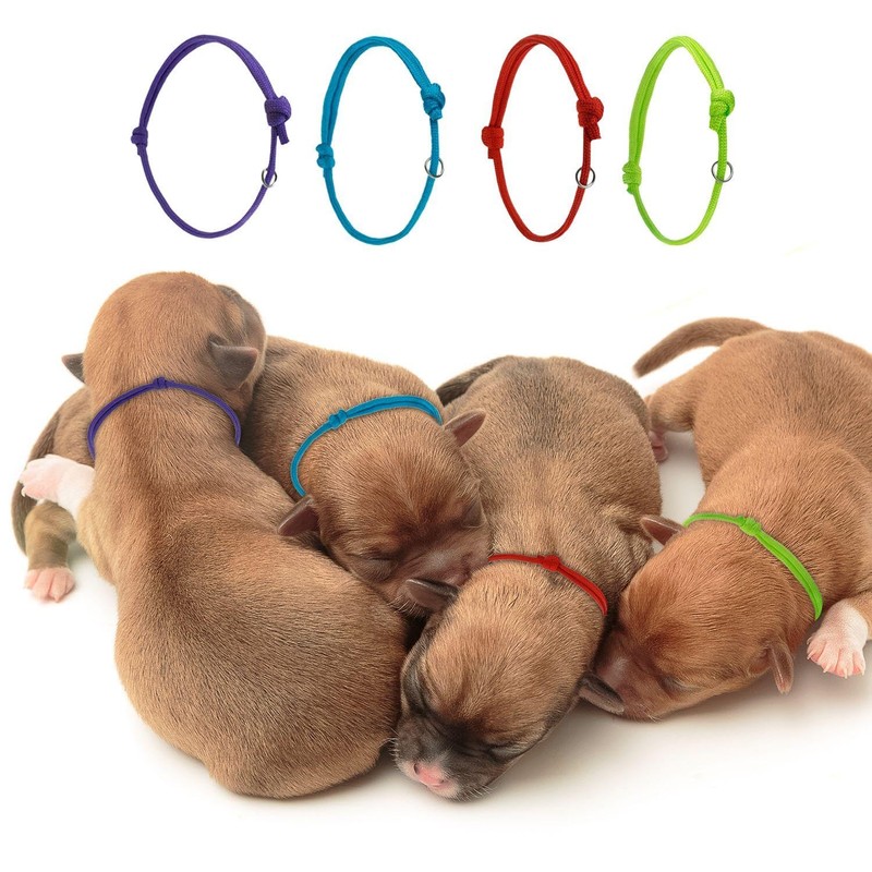 FDGGT 12-Piece Pet Identification Rings and 12-Piece Pet Collars, Puppy