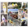 Parrot Harness and Leash Set,Bird Harness for Parrot,Pet Parrot Bird