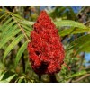 Homemade Ground Sumac All Natural 3 Ounces