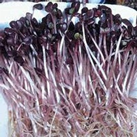 Organic Sango Purple Radish Seeds - 4 g Packet ~300 Seeds - Purple Leaves - Non-GMO, Vegetable, Sprouting and Microgreen Seed