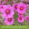 Sow Right Seeds - Cosmos Seed Collection for Planting- Non-GMO