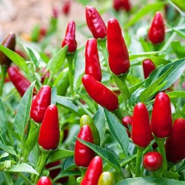 Southeast Seeds Pequin Chili Pepper Seeds, Piquin, Bird Pepper, Compact Spicy Chili, FREE SHIP - 200 Seeds