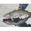Hi-Look Microfiber Cleaning Cloth - Rainbow Trout