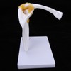 1:1 Life Size Human Anatomy Shoulder Joint Model Shoulder Blade