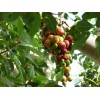 Buy Rare Seeds Ficus racemosa | Indian Cluster Fig Tree