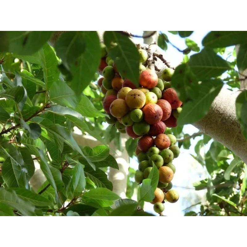 Buy Rare Seeds Ficus racemosa | Indian Cluster Fig Tree