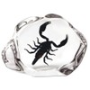 Black Scorpion Acrylic Desktop Display