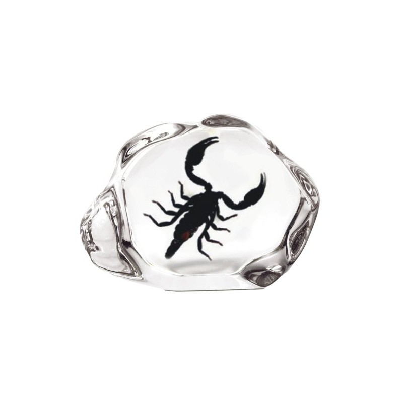 Black Scorpion Acrylic Desktop Display