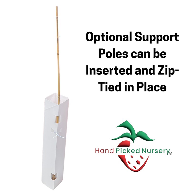 Anne Yellow Raspberry Plants - Raspberry Supports Included! - Bare