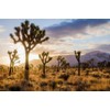 Yucca Brevifolia Joshua Tree Seeds, 10 Seeds Pack by Seeds2Go
