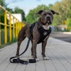 Spark Paws Premium Dog Leash & Poop Bag Set -