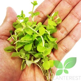 Lysimachia Nummularia Aurea Bundle Live Aquarium Plant Decorations BUY2GET1FREE