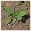 Everwilde Farms - 1 Oz Red Poppy Wildflower Seeds -