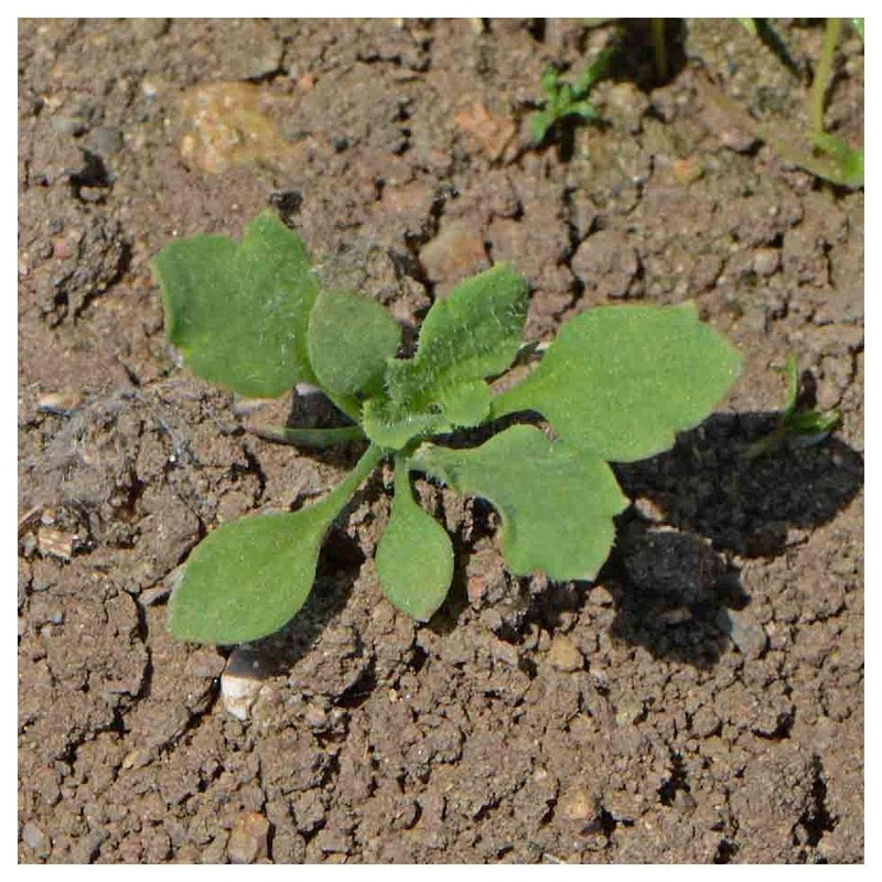 Everwilde Farms - 1 Oz Red Poppy Wildflower Seeds -