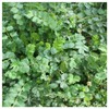 Everwilde Farms - 200 Small Burnet Native Wildflower Seeds -