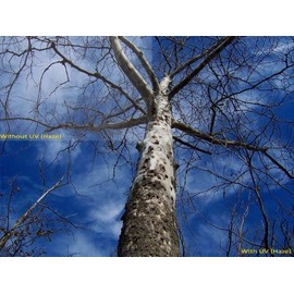 UV (Haze) 1A Multicoated | Multithreaded Glass Filter (58mm) for Canon Powershot S3 is (Includes Lens Adapter)