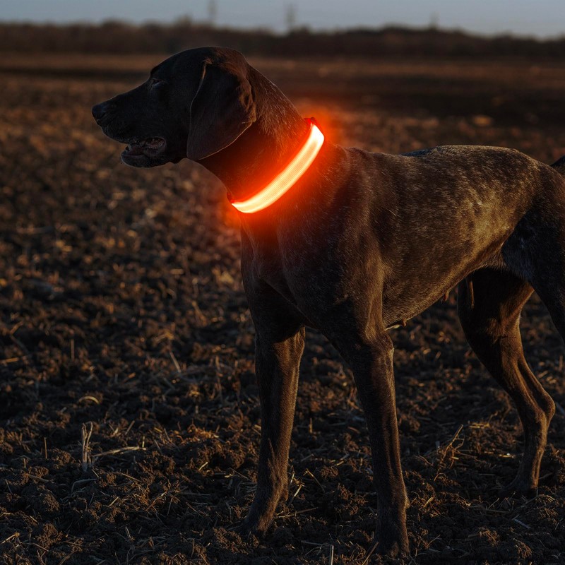 Illumifun Light Up Collar for Dogs, USB Rechargeable LED Dog