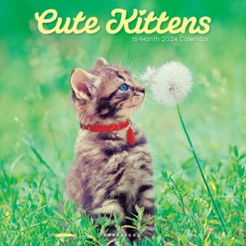 Graphique 2024 Cute Kittens Wall Calendar | 12” x 12” | Thick Paper | Home & Office Organizer | Large Monthly Grid | 3 Languages & Marked Holidays | 4 Month Preview Page for 2025
