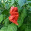 ZEshops 50pcs Ghost Pepper Seeds – Non-GMO Heirloom Chili Super