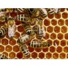 Imkerei Beck® - Bee Bread/Perga Fermented Open-minced Flower Pollen from