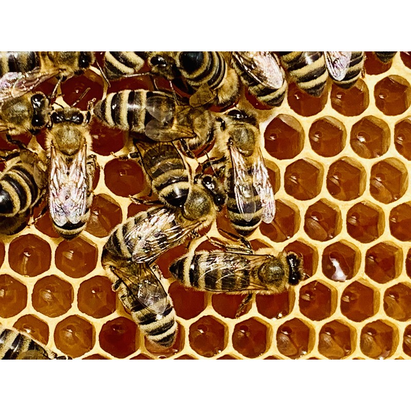 Imkerei Beck® - Bee Bread/Perga Fermented Open-minced Flower Pollen from