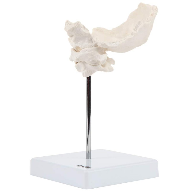 Axis Scientific Occipital Bone - C1 and C2, Human Skull
