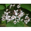 Catalpa (speciosa - North catalapa) Nice Garden Tree by Seed